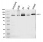 Anti-Neuropilin 1 Antibody Picoband™ (monoclonal, 8G6G7)